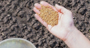 Jak správně zasít hořčici?